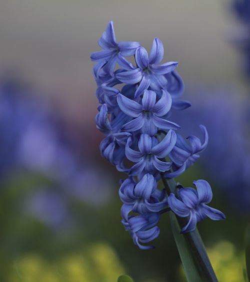 nature purple flowers botany