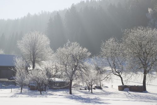 nature winter snow