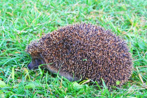 nature hedgehog crew cut