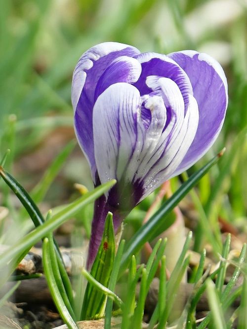 nature spring flower