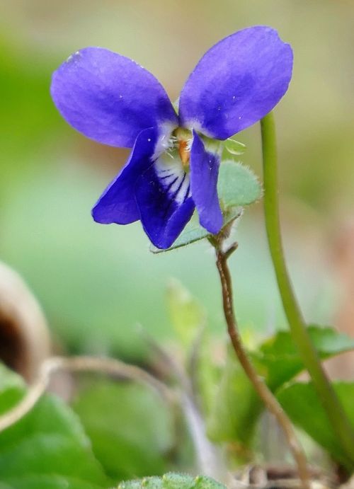 nature flower violet