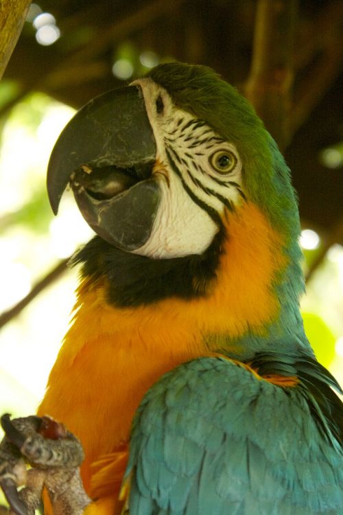 nature parrot animal