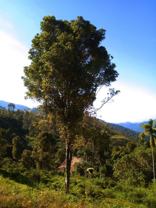 nature tree village