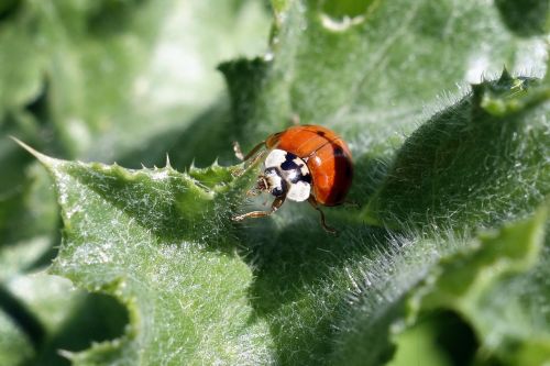 nature ladybug macro