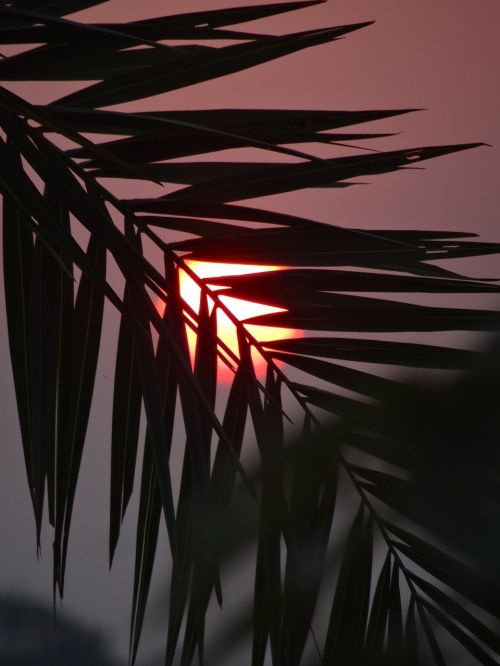 nature sunset leaf