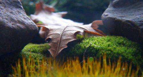 nature plants dry