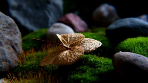 nature plants dry