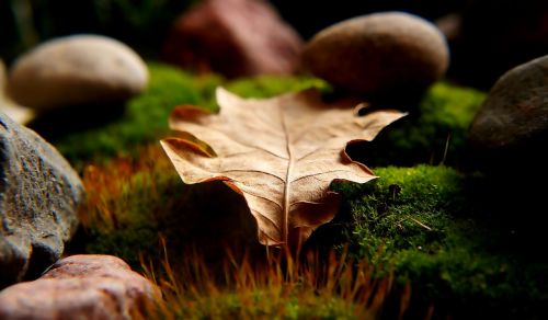 nature plants dry leaf
