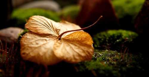 nature dry leaf green