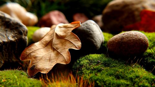 nature dry leaf