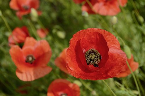 nature poppy flowers