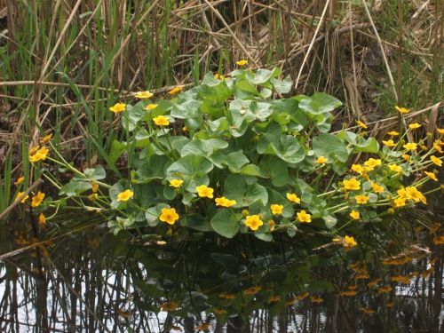 nature yellow outdoor