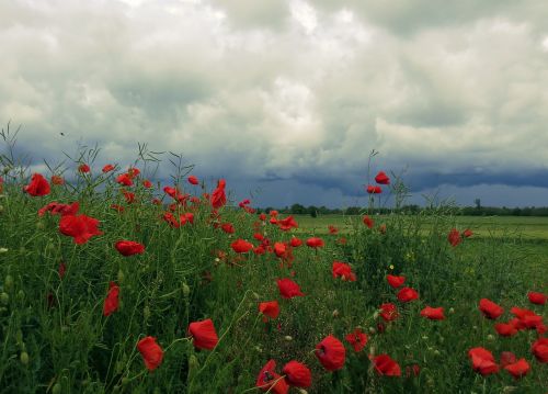 nature flowers poppy before the rain