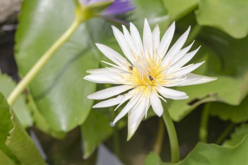 nature lotus flowers