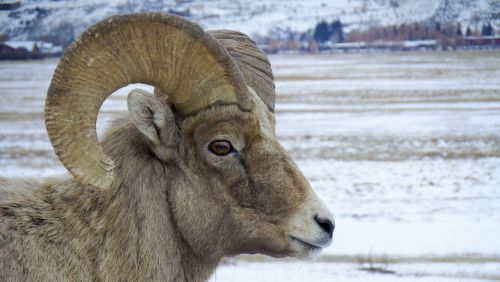 nature animal bighorn