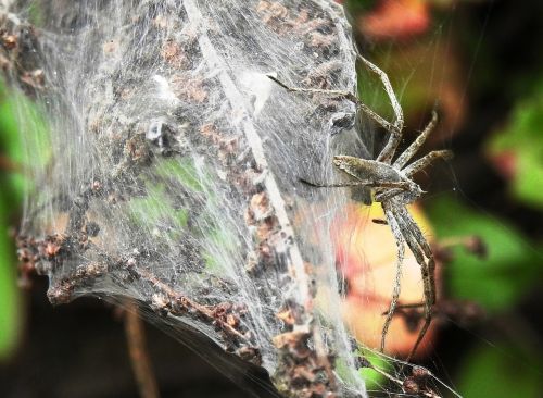 nature spin cobweb