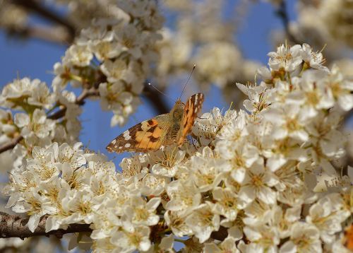 nature butterfly flowers