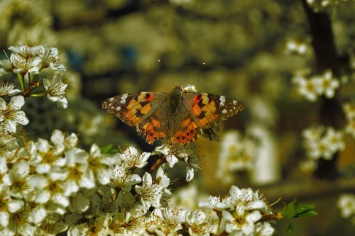 nature flowers butterfly