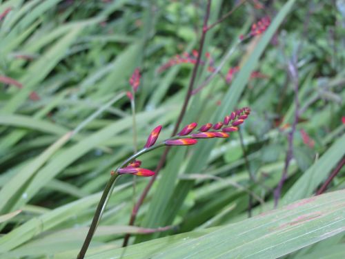 nature scenic flower