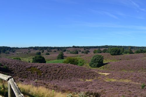 nature landscape heide