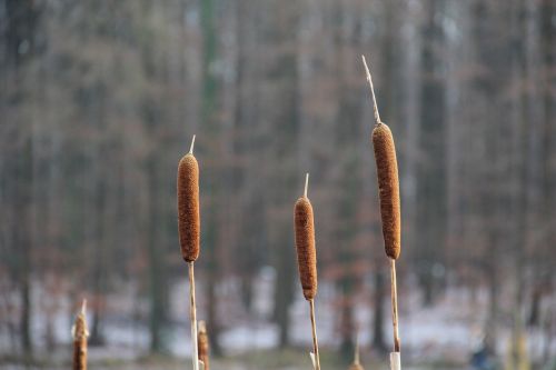 nature nature reed landscape