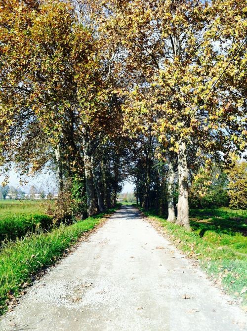 nature road trees