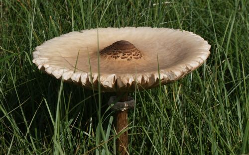 nature mushrooms meadow