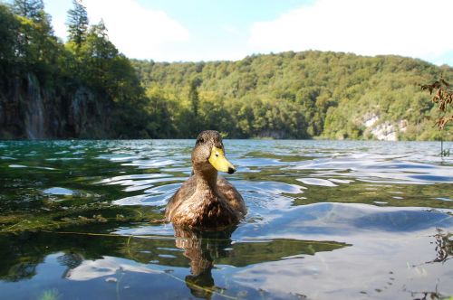 nature duck bird