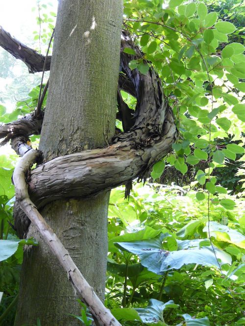 nature tree log