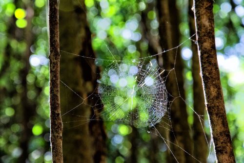 nature green web