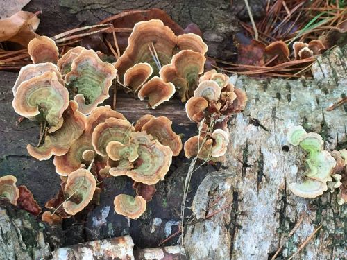 nature mushroom autumn