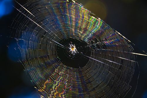 nature sunlight spider web
