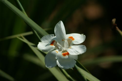 nature flower garden