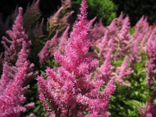 nature purple flower