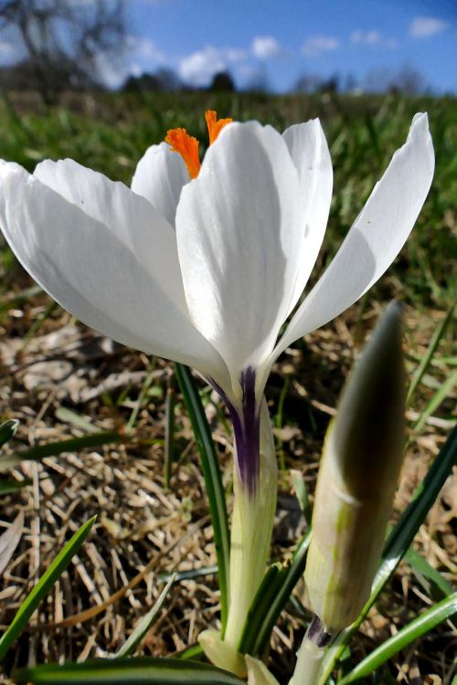 nature flower blossom