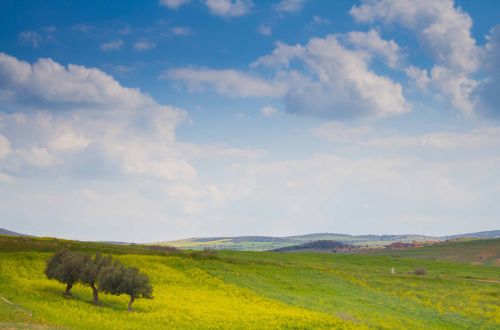 nature green landscape