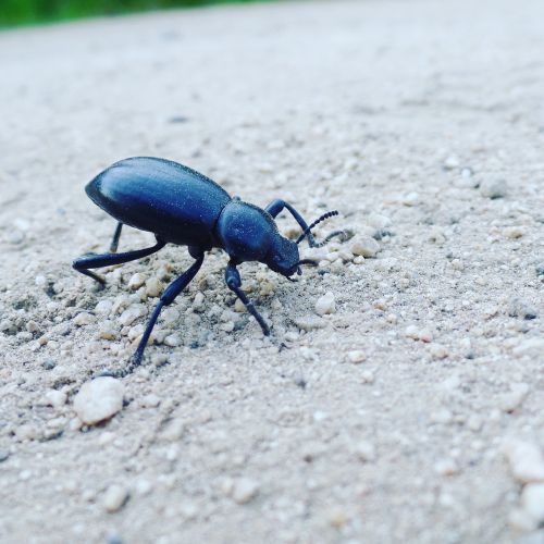 nature bug beetle