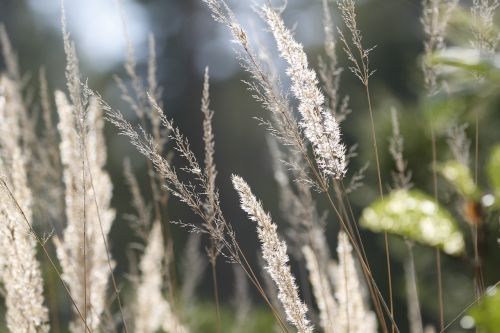 nature plants forest