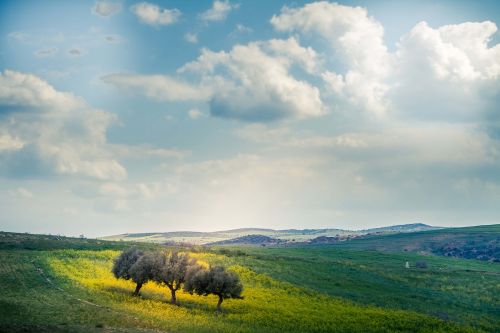 nature green landscape