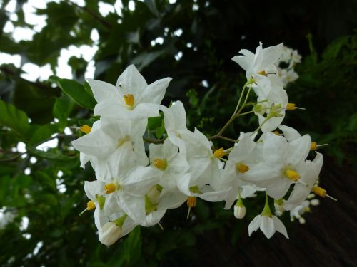 nature plant white