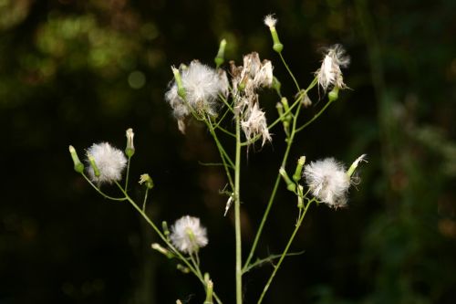 nature wildflower outdoor