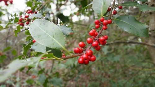 nature berries red