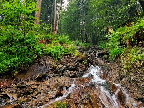 nature forest water