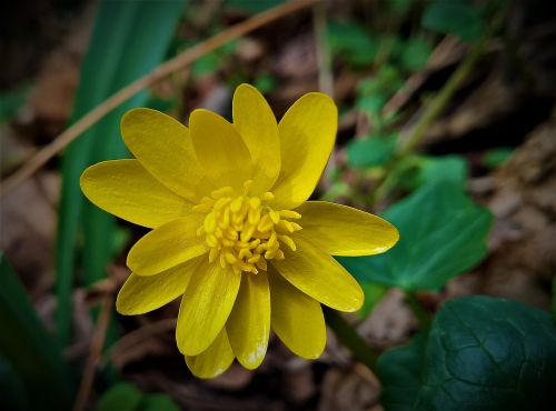 nature flower springtime