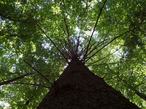 nature tree wood