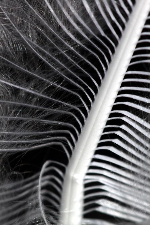nature feather structure