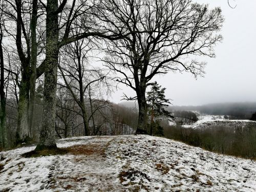 nature snow trees