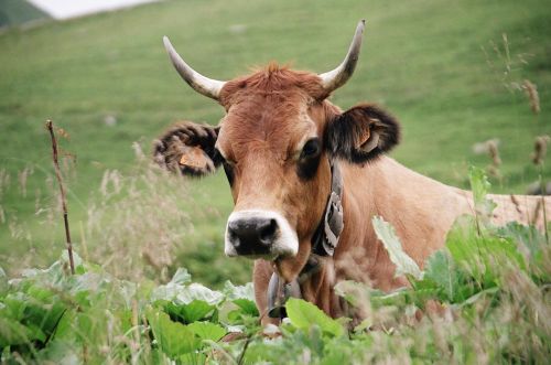 nature animals cattle