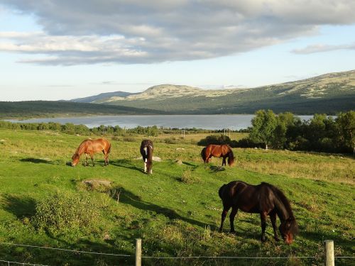 nature landscape horses