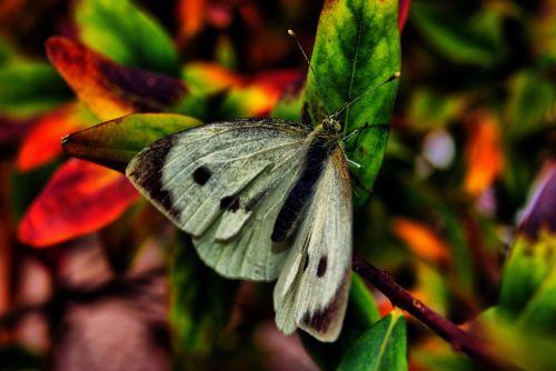 nature butterfly beauty